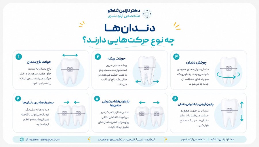 دندان‌ها چه نوع حرکت‌هایی دارند؟